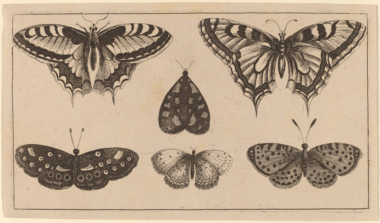 Vijf Vlinders en een Mot door Wenceslaus Hollar