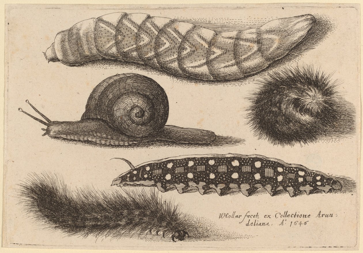Vier Rupsen en een Slak door Wenceslaus Hollar