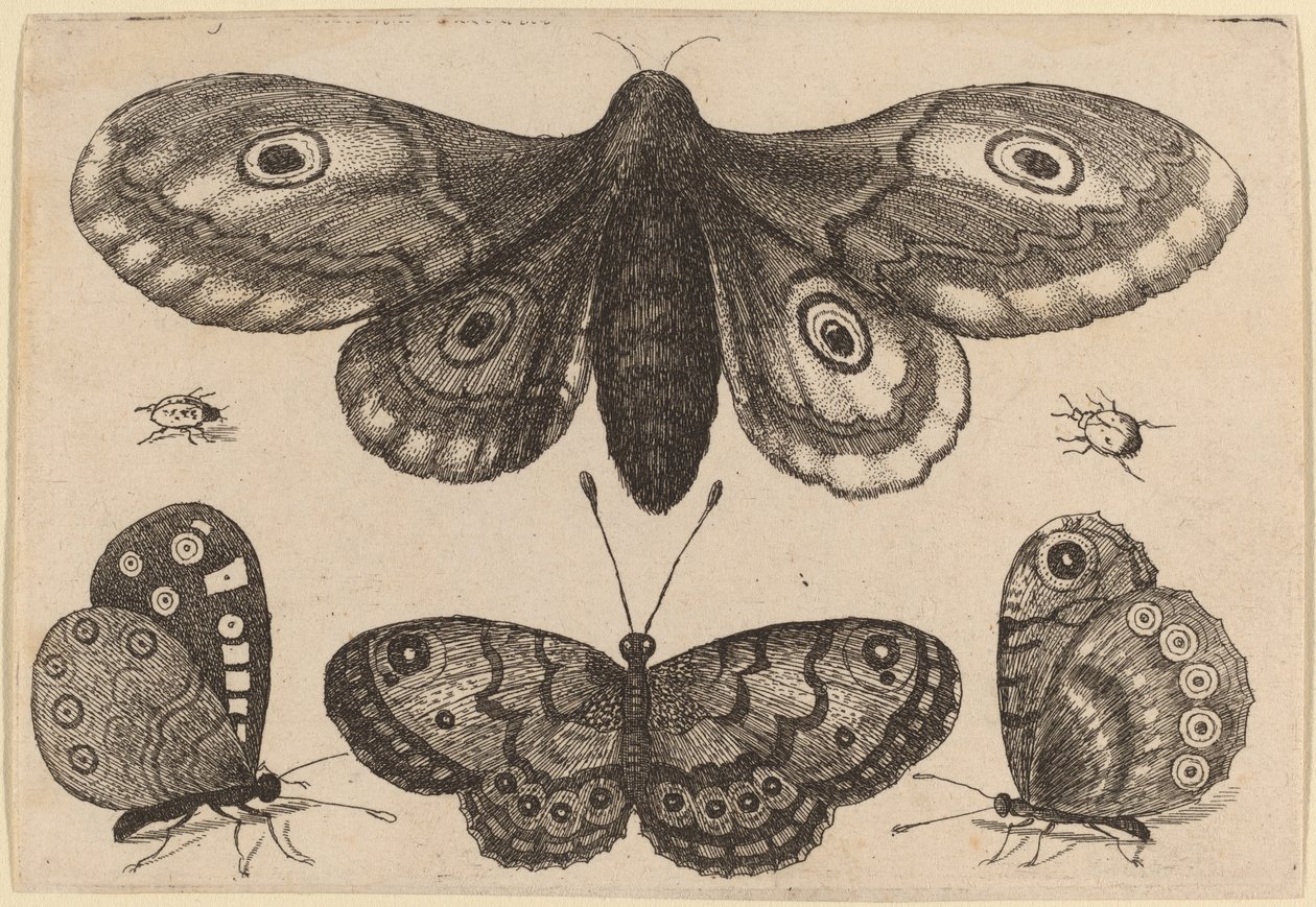 Mot, drie vlinders en twee kevers door Wenceslaus Hollar
