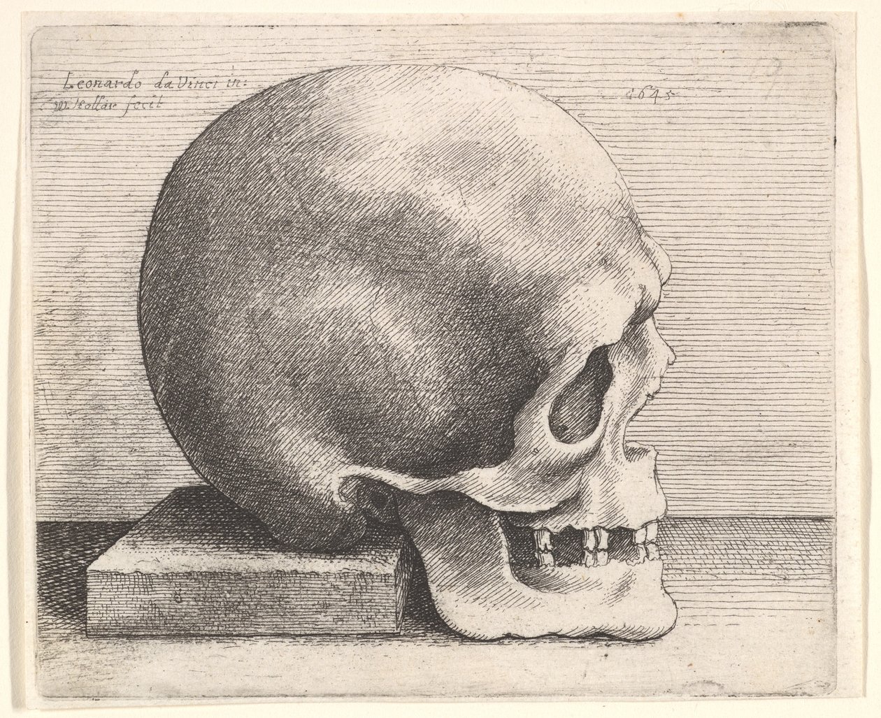 Schedel in Profiel naar Rechts, 1645 door Wenceslaus Hollar