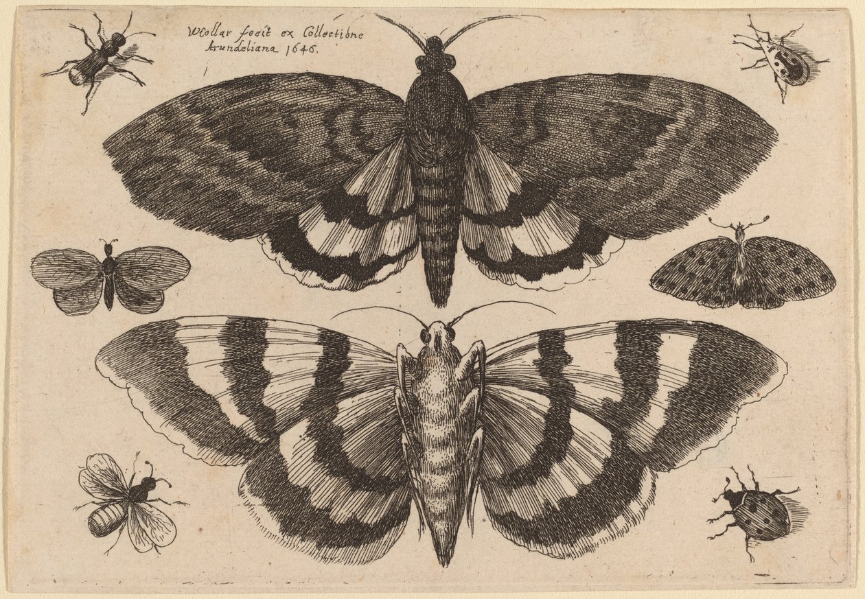 Twee motten en zes insecten door Wenceslaus Hollar
