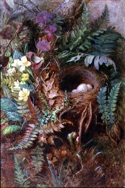 Vogelnest door Wilfred Jenkins