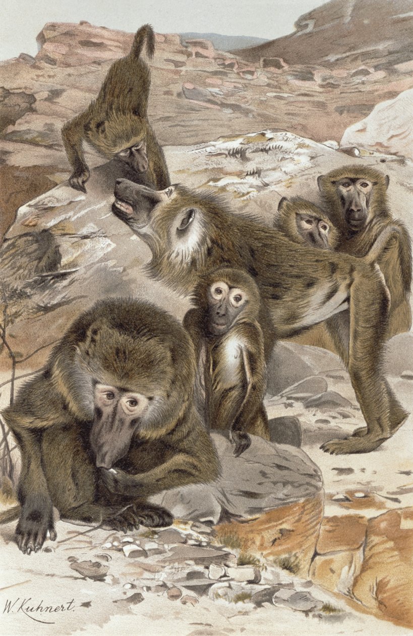 Baviaan, plaat uit Brehms Tierleben: Allgemeine Kunde des Tierreichs, vol.1, p.166, gepubliceerd door Bibliographisches Institut, 1890 door Wilhelm Kuhnert