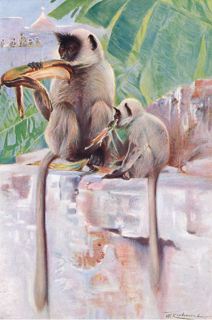 Hanuman Aap, uit Wildlife of the World uitgegeven door Frederick Warne & Co, ca. 1900 door Wilhelm Kuhnert