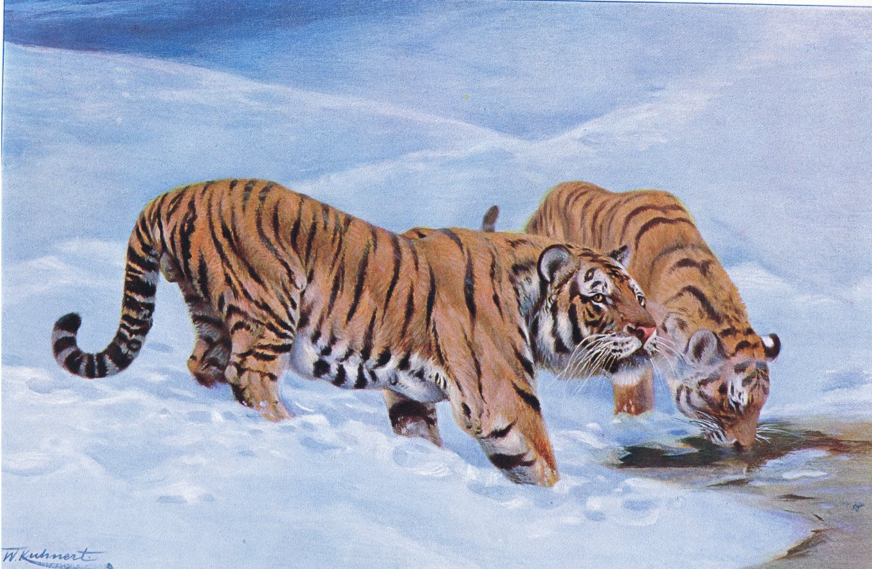 Mantsjoerijse Tijger, uit Wildlife of the World gepubliceerd door Frederick Warne & Co, c.1900 door Wilhelm Kuhnert