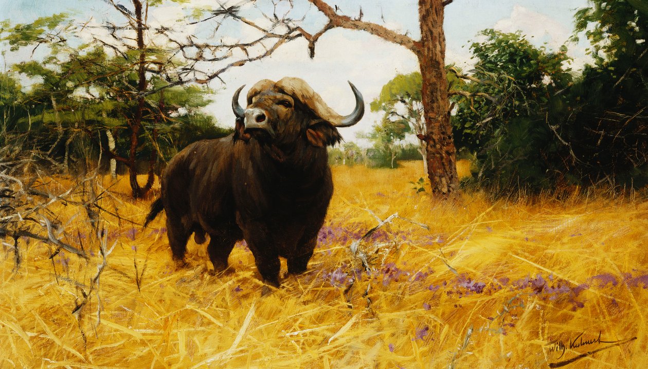 Een Kafferbuffel in Prairiegras door Wilhelm Kuhnert
