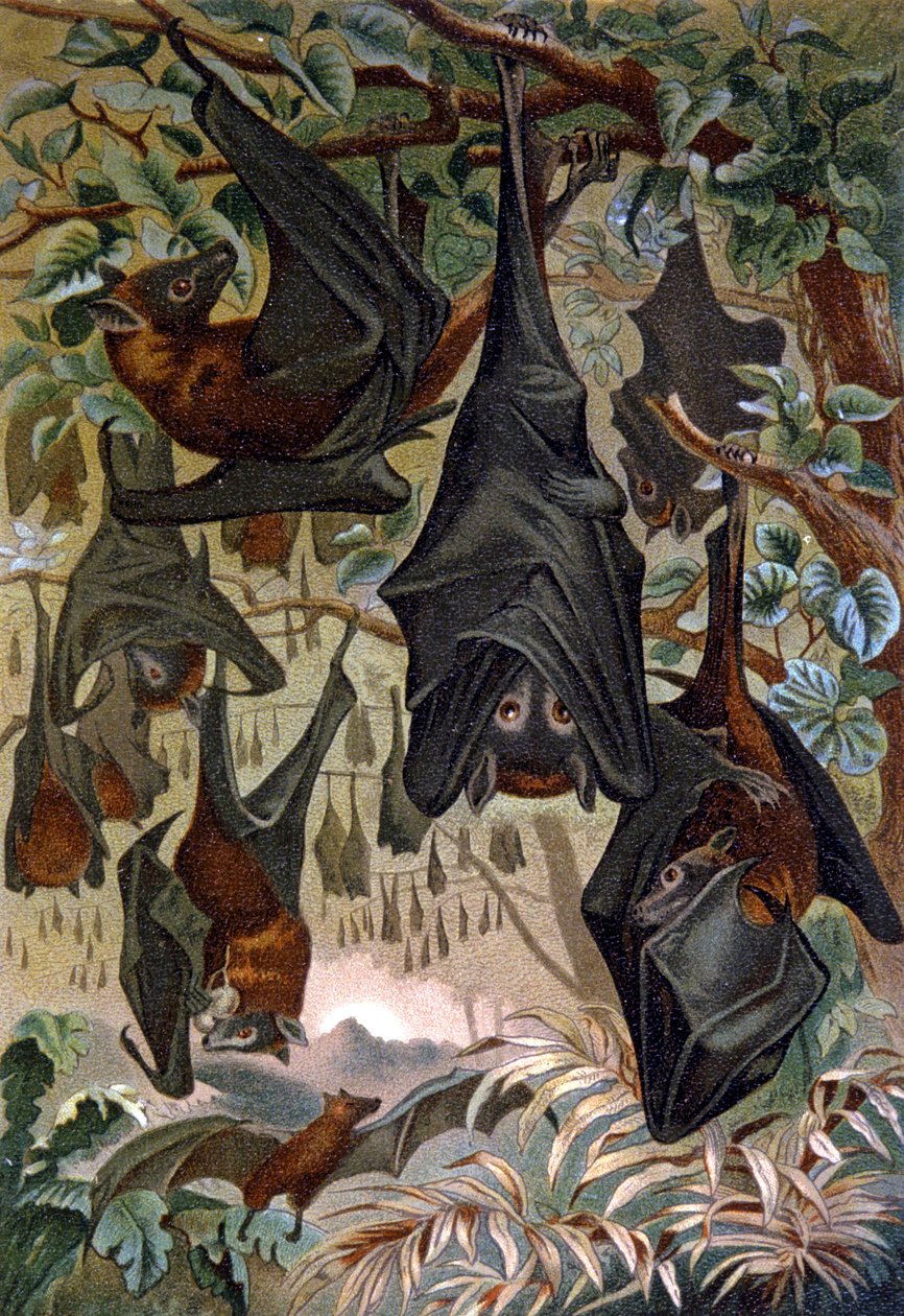 Vleermuizen door Wilhelm Kuhnert