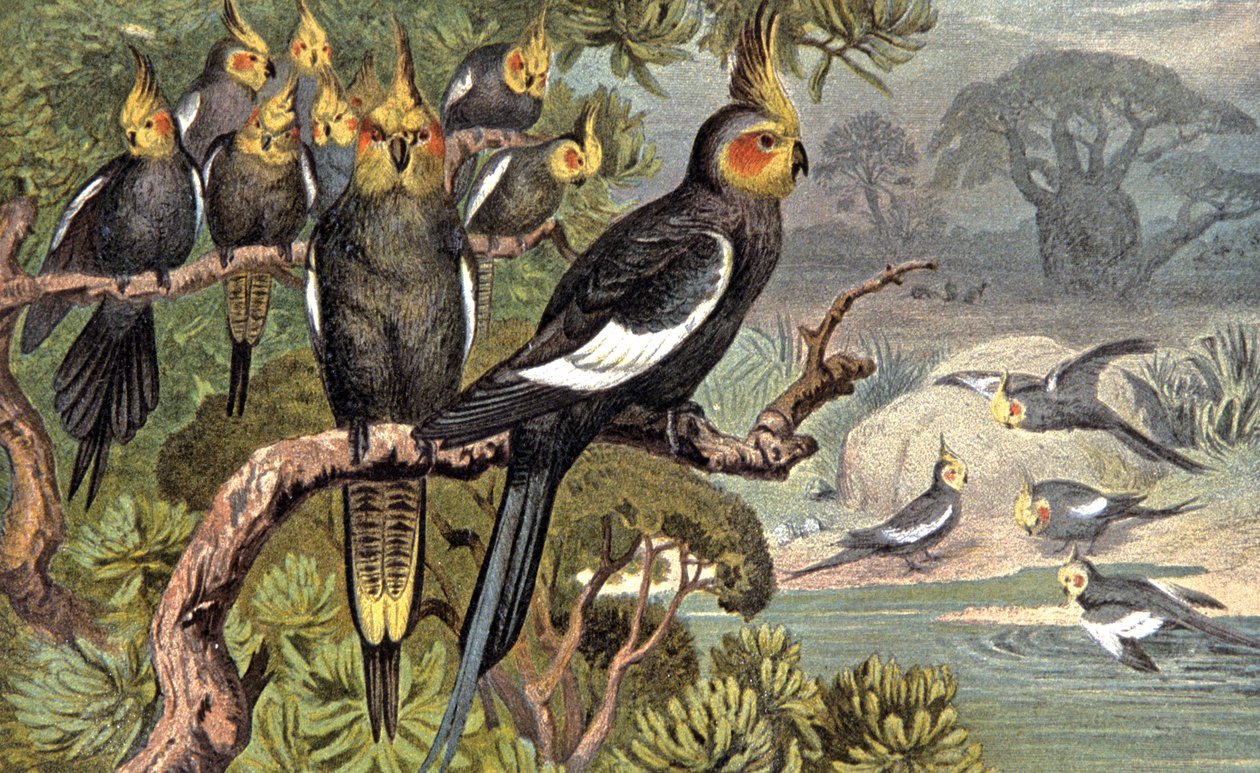 Kaketoe, ca. 1910 (illustratie) door Wilhelm Kuhnert
