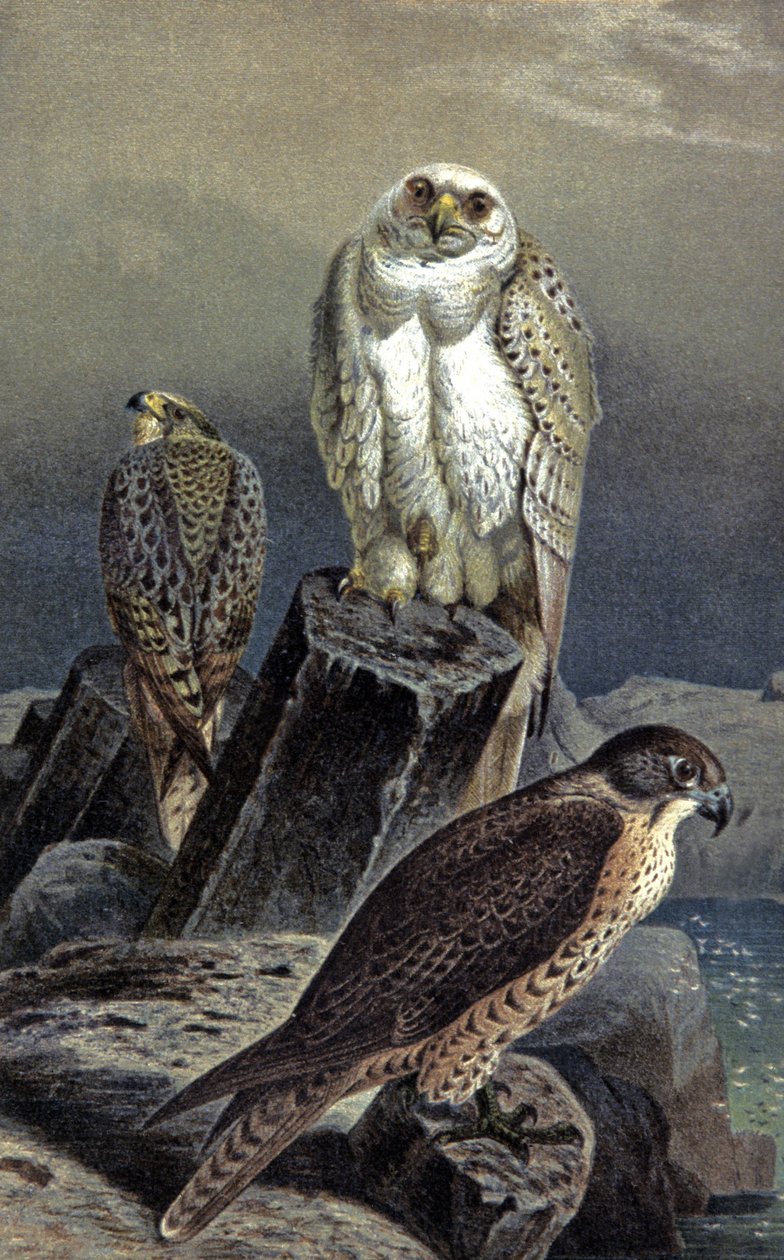 Jachtvalk, ca. 1910 door Wilhelm Kuhnert