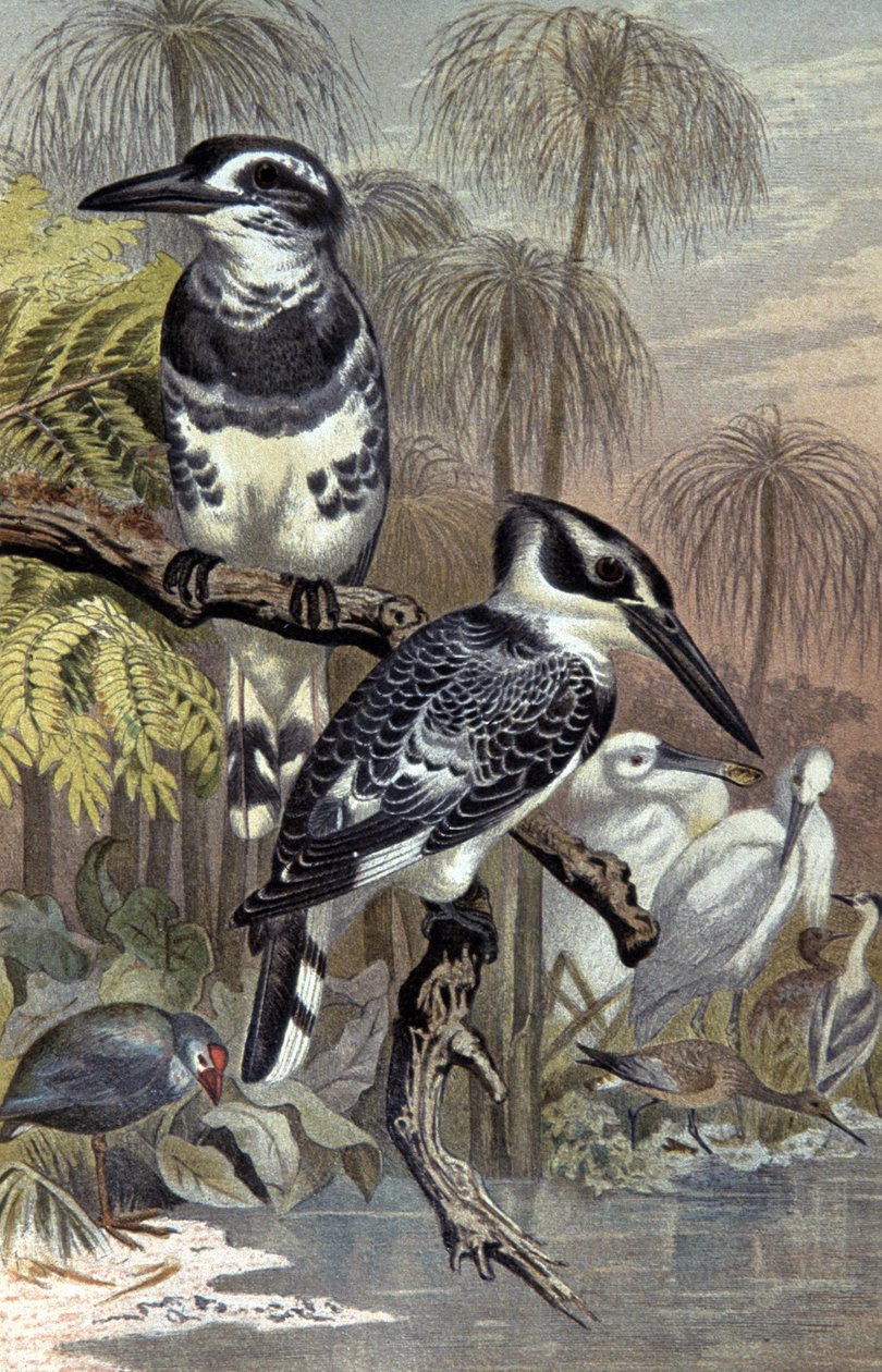 IJsvogels door Wilhelm Kuhnert