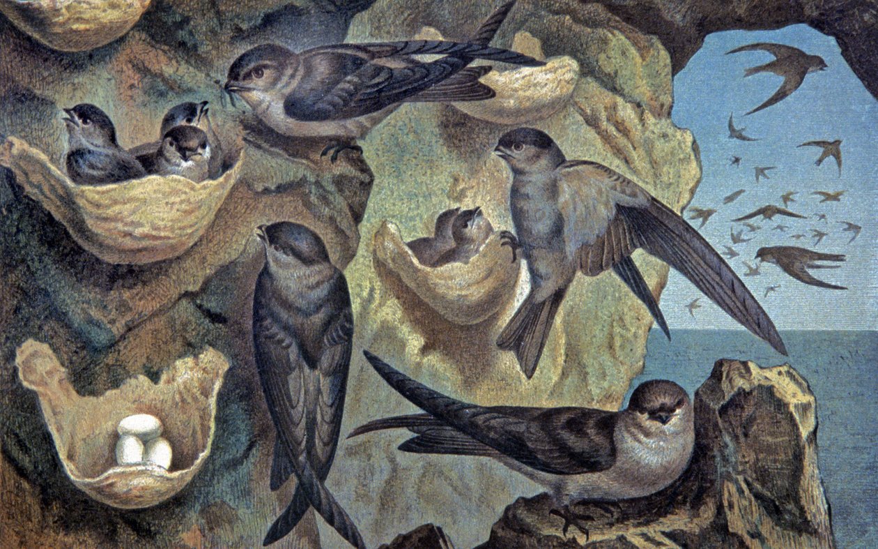 Salangana van de Mascareigne, c.1910 (illustratie) door Wilhelm Kuhnert
