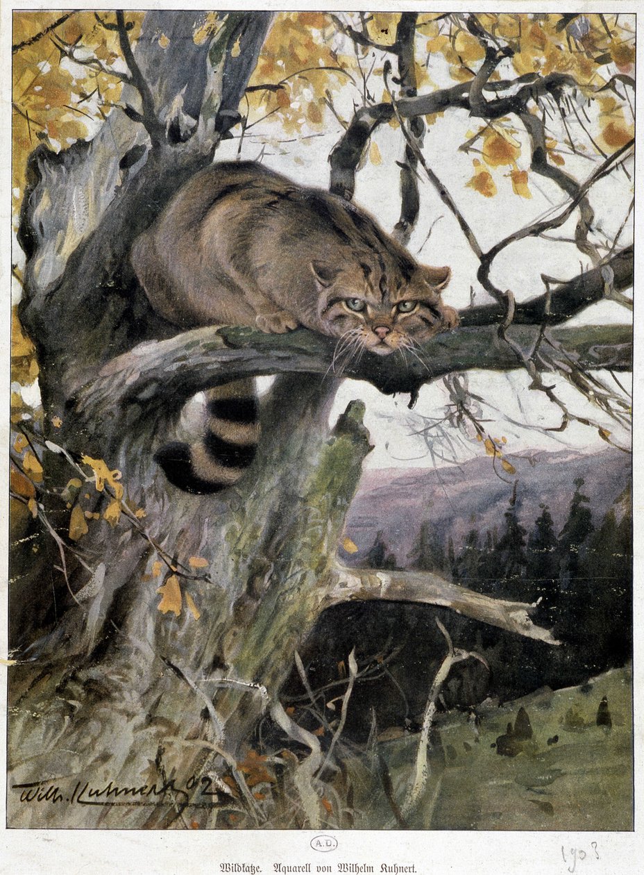Wilde kat door Wilhelm Kuhnert