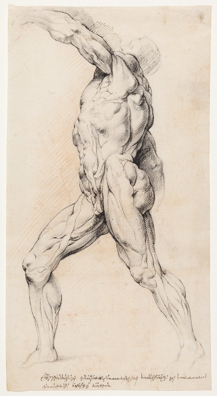 Anatomische studie (écorché) door Willem Panneels