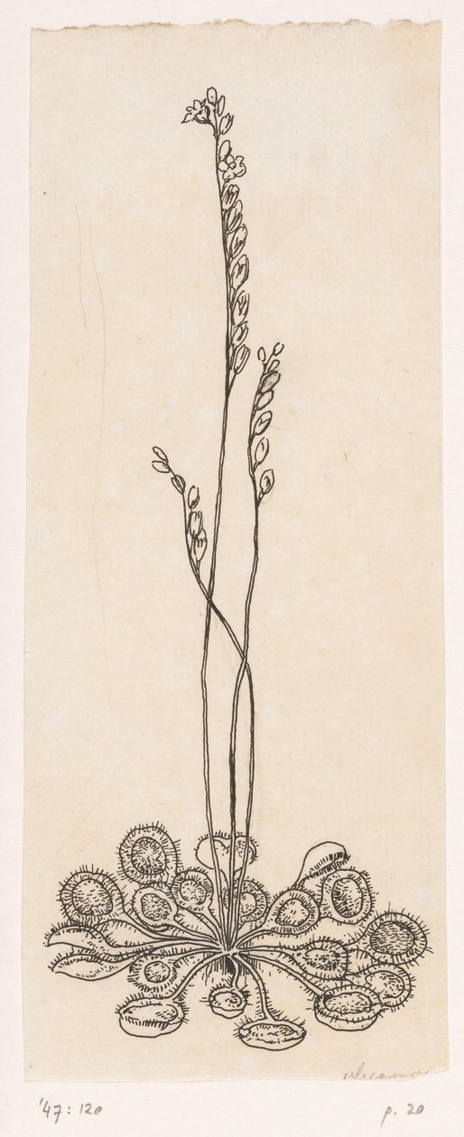 Vliegenvangertje door Willem Wenckebach