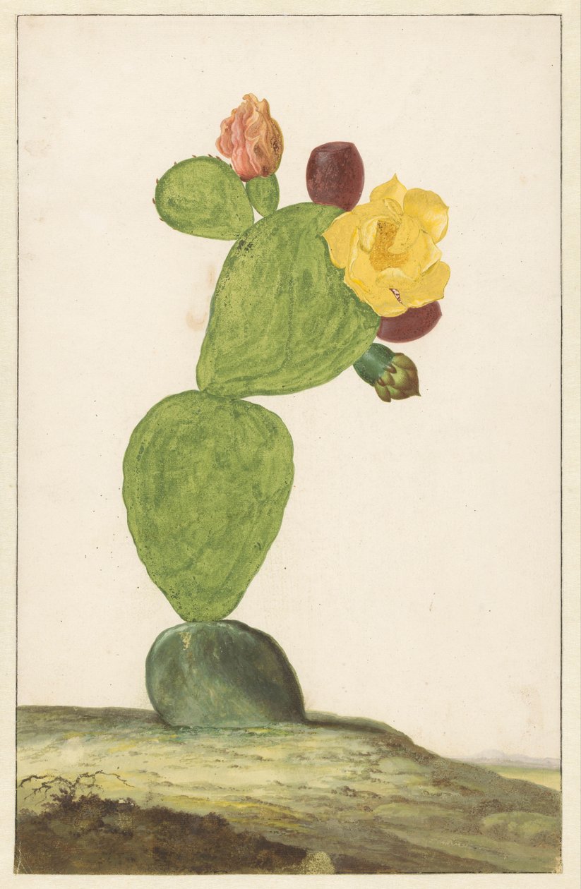 Bloeiende cactusvijg door Willem de Heer