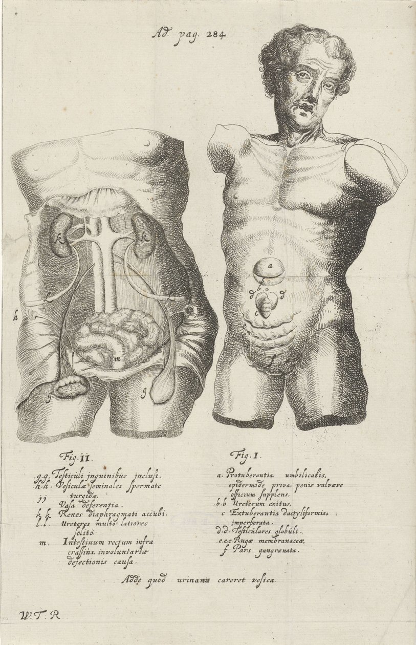 Anatomische studie van twee rompen door Willem ten Rhijne