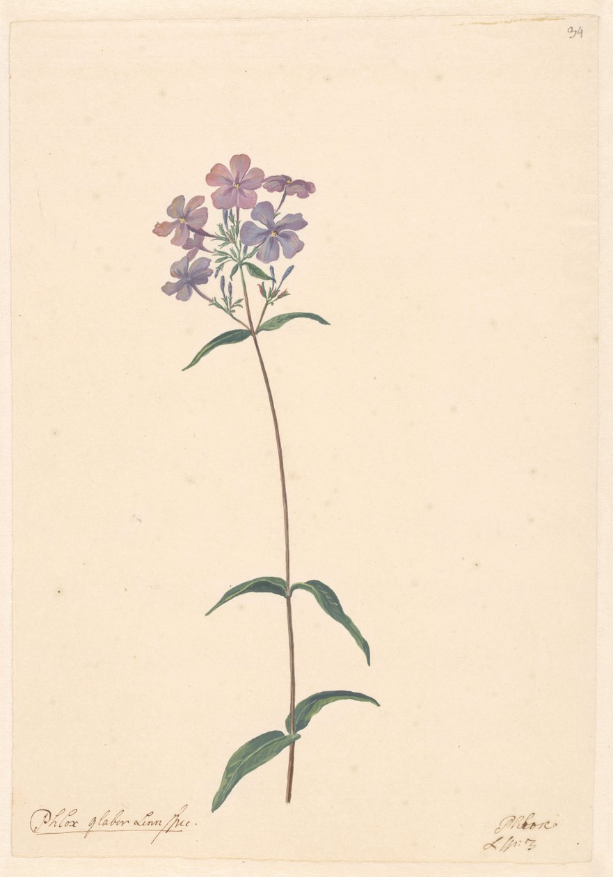 Tak van een flox door Willem van Leen (attributed to)