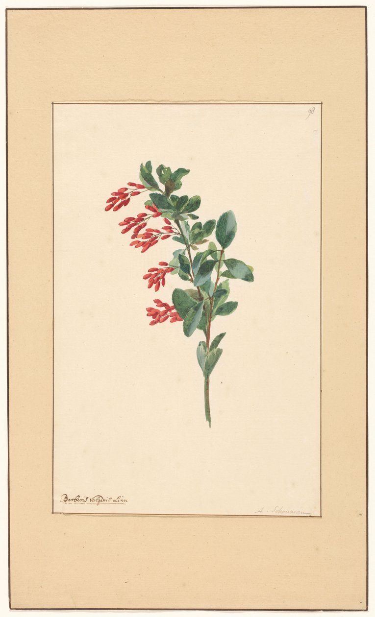 Tak van een zuurbes door Willem van Leen (attributed to)