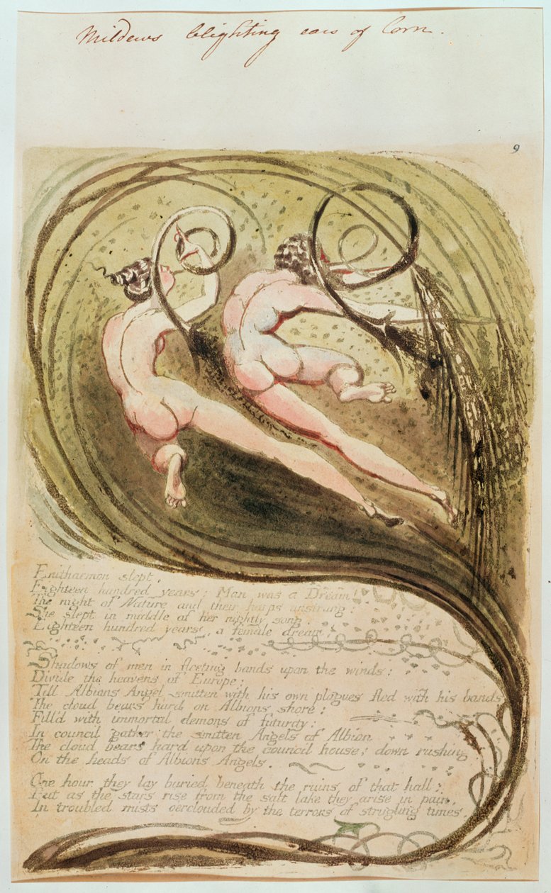 Meeldauw die korenaren aantast door William Blake