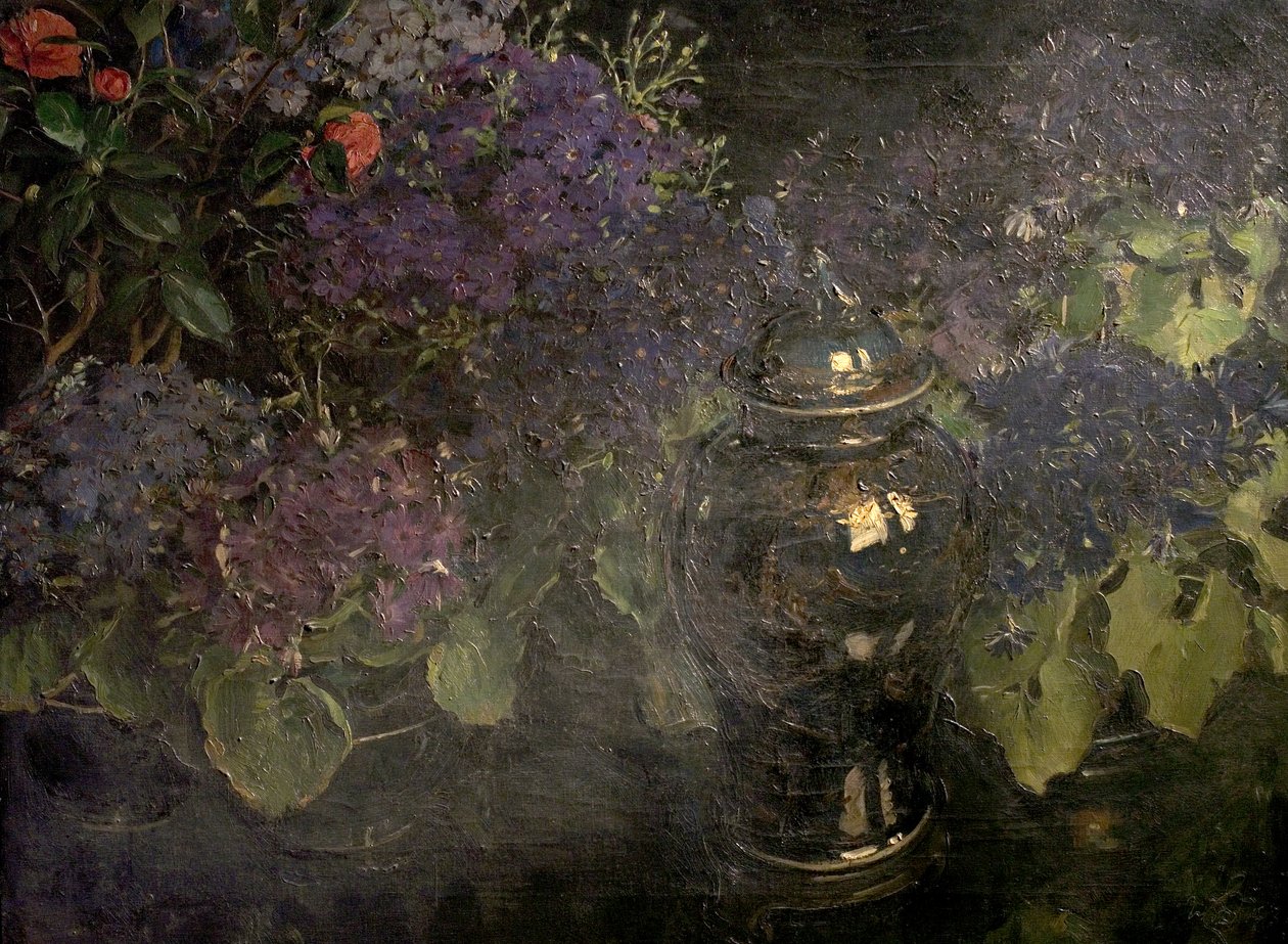 Cineraria