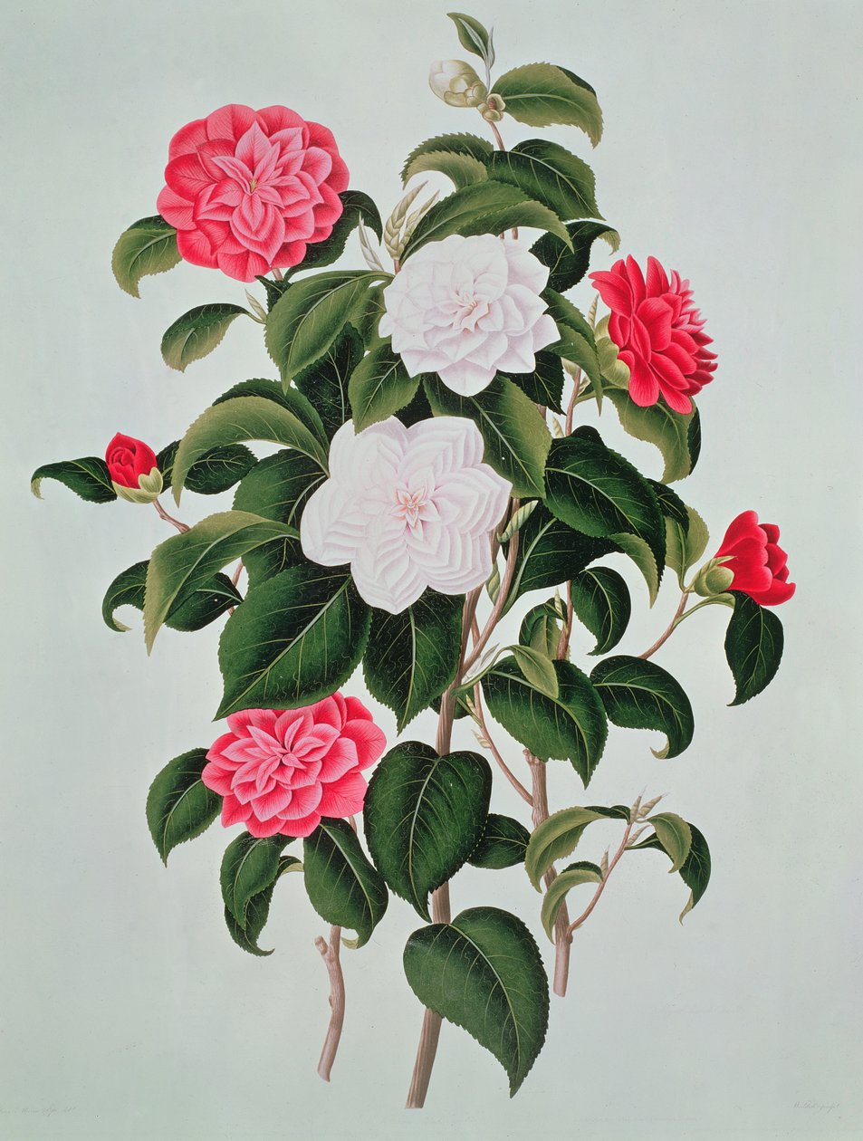 Camellia Japonica, uit 