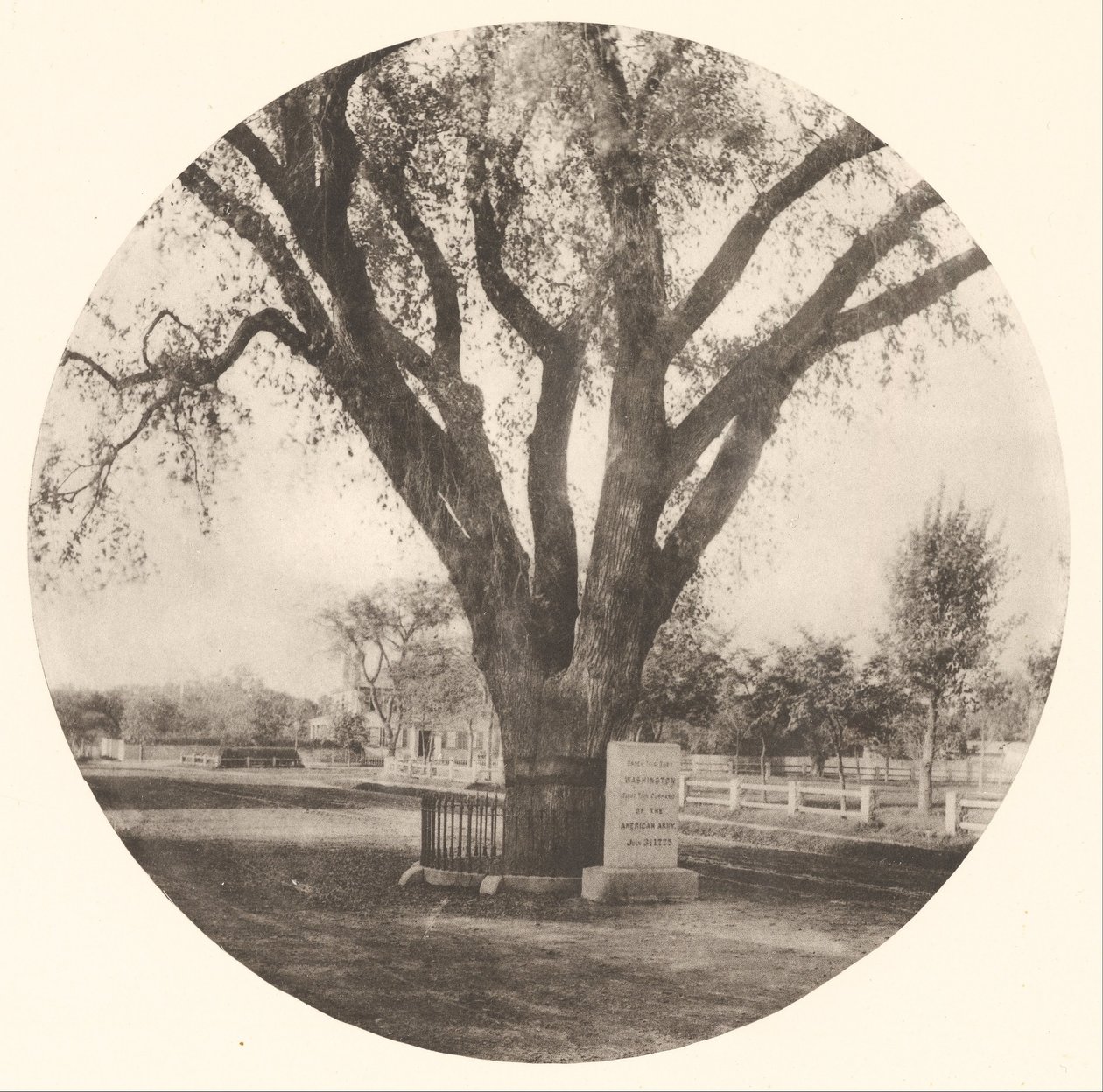 De Washington Elm door William J. Stillman