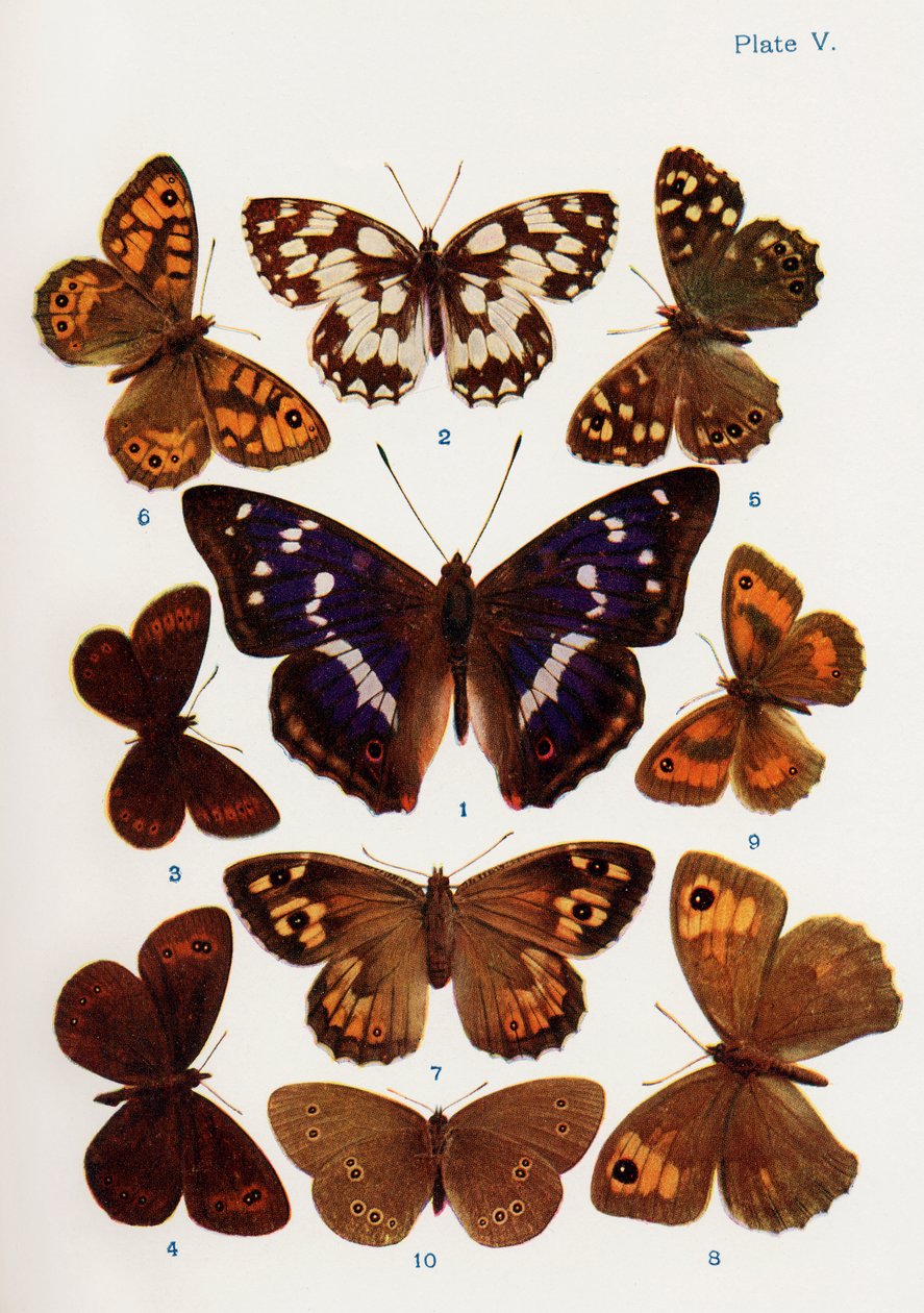 Verschillende soorten vlinders, illustratie uit het boek Vlinders, Motten en Andere Insecten en Wezens van het Platteland, gepubliceerd 1927 door William Samuel Furneaux