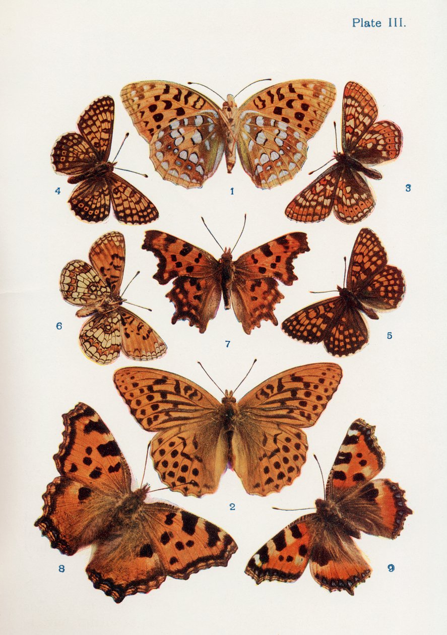 Verschillende soorten vlinders, illustratie uit het boek Vlinders, Motten en Andere Insecten en Wezens van het Platteland, gepubliceerd 1927 door William Samuel Furneaux
