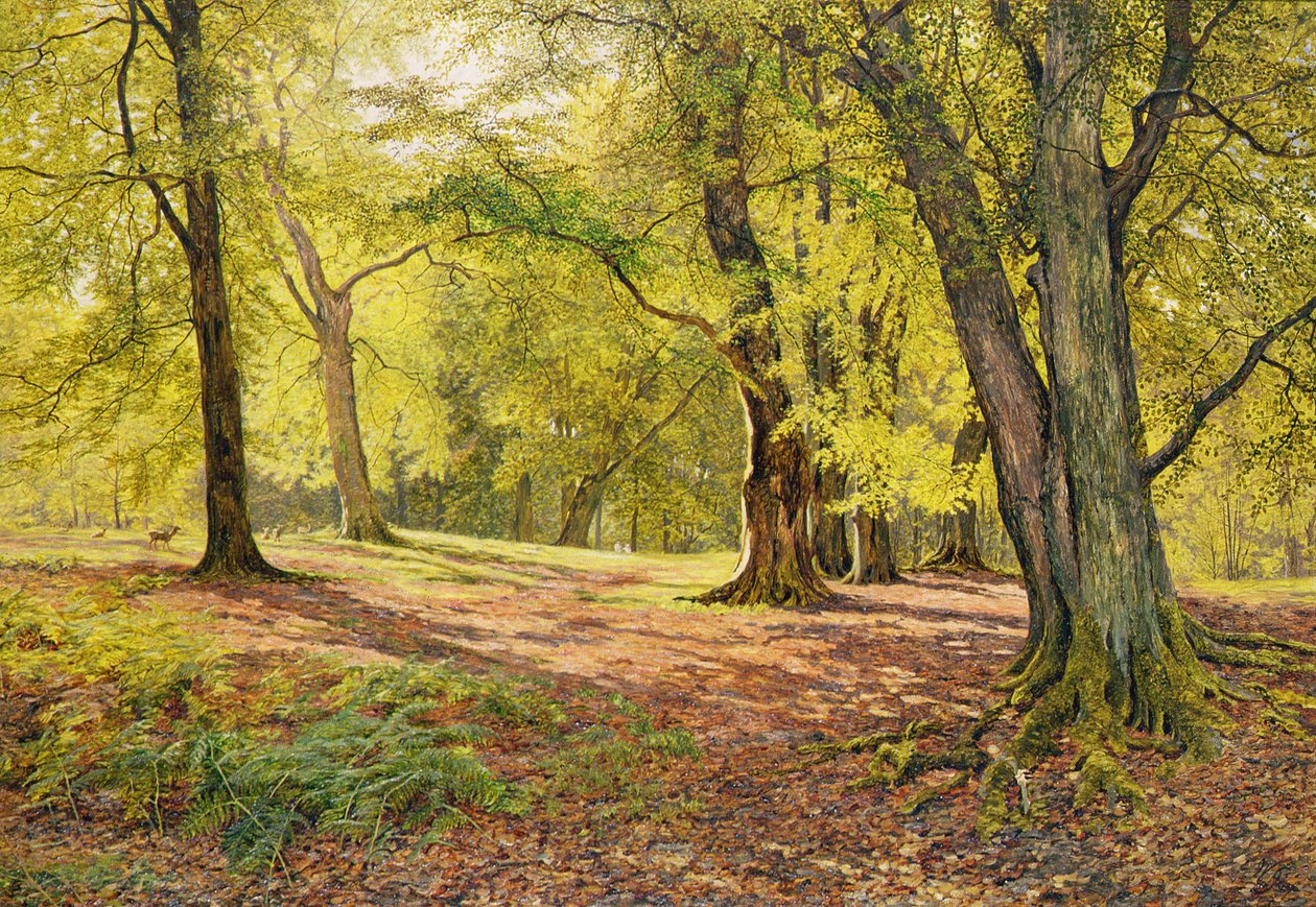 In de beukenbossen door William Samuel Jay
