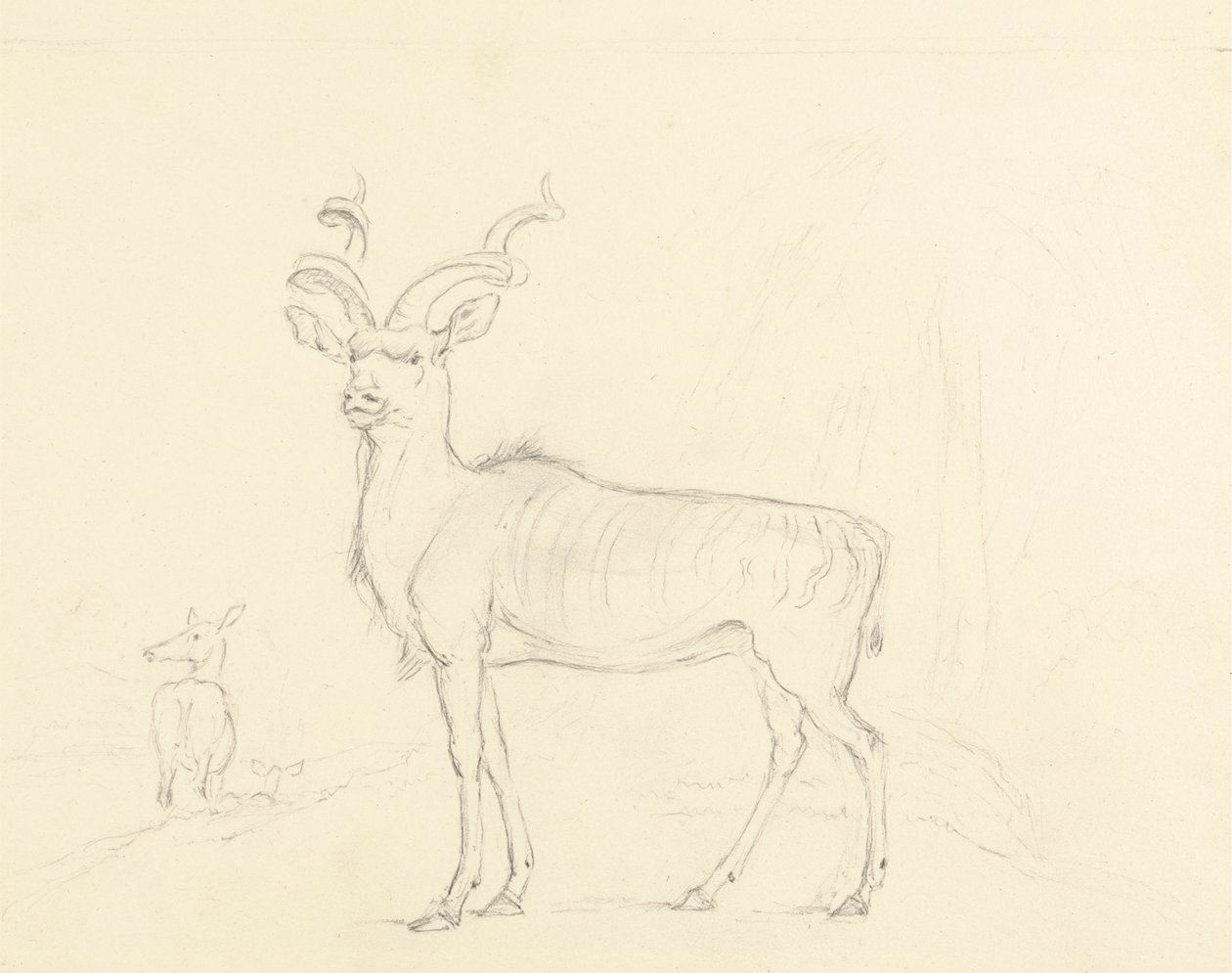 De Koodoo door William Daniell