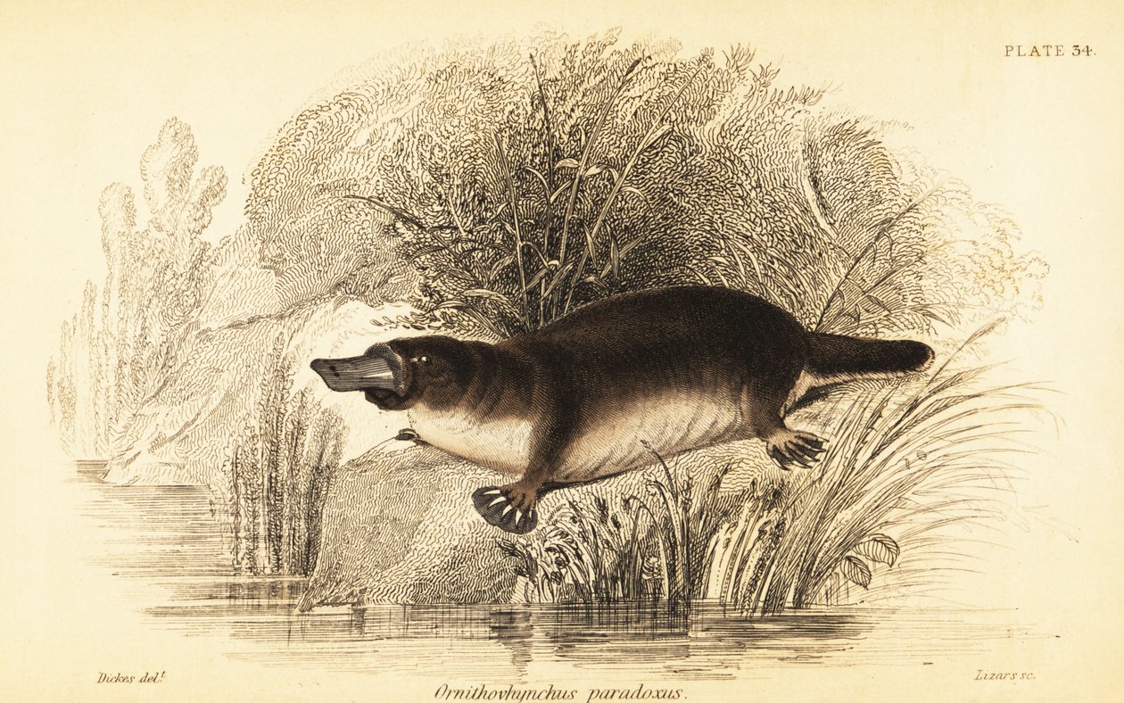Vogelbekdier, Ornithorhynchus anatinus door William Dickes