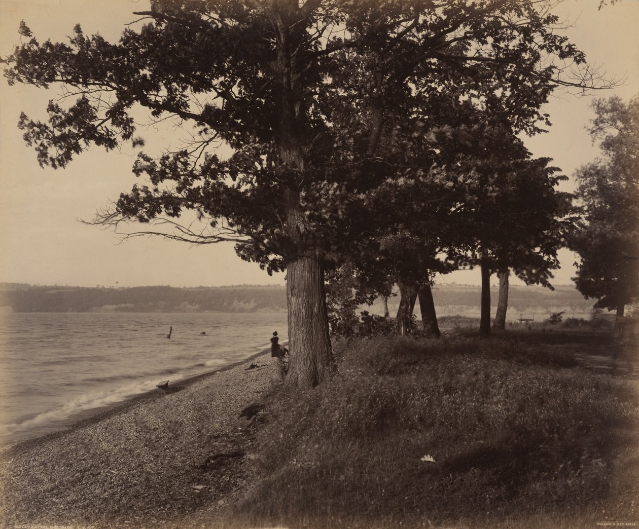 Cayuga Meer, Sheldrake door William H. Rau