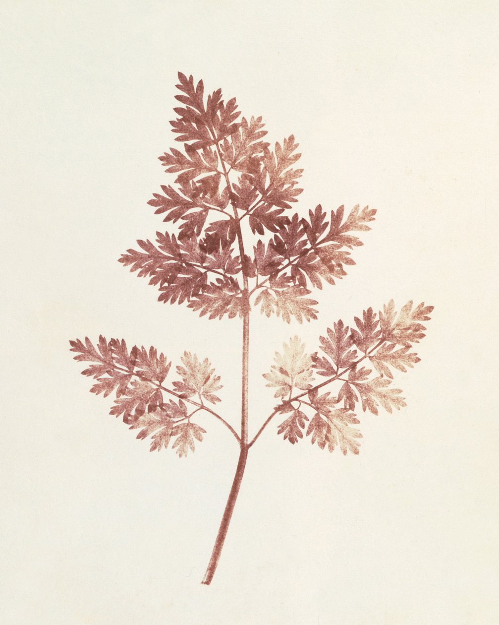 Bladeren, 1843 door William Henry Fox Talbot