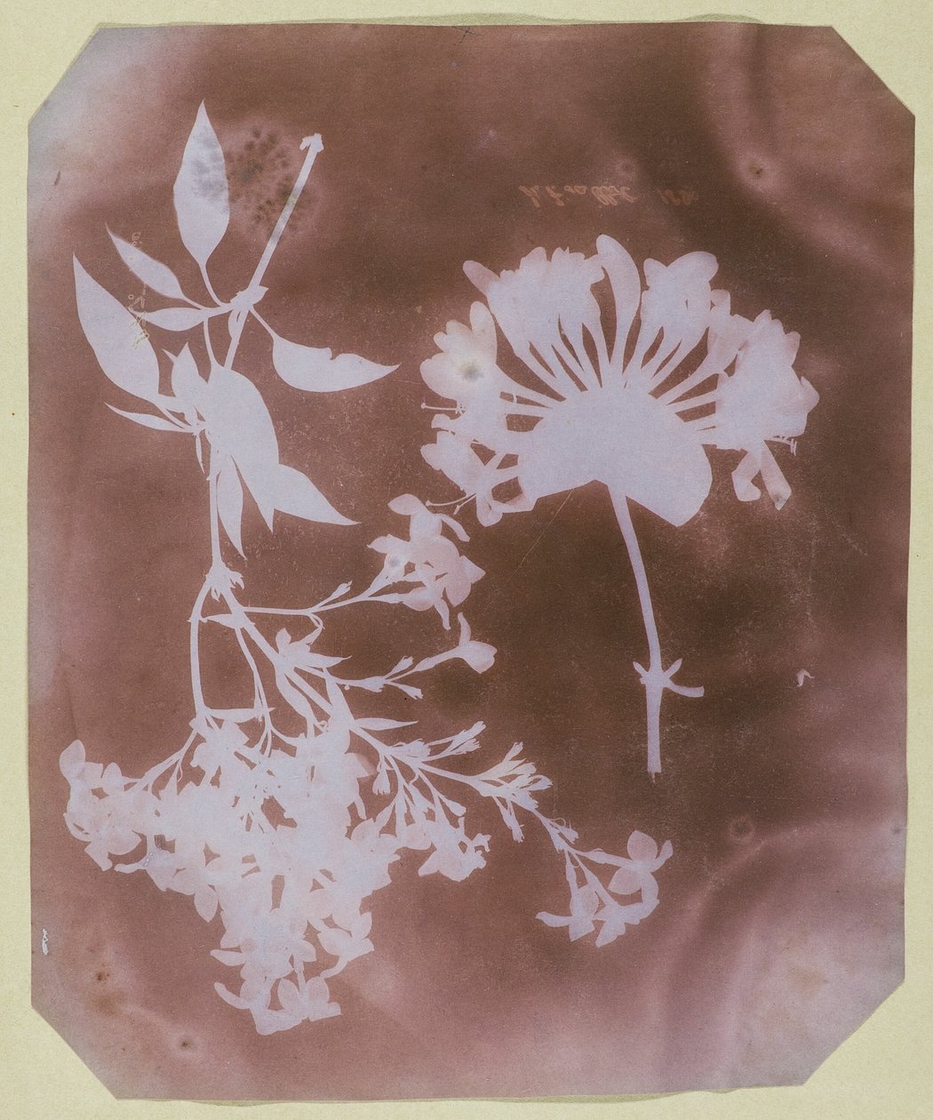 Twee plantenspecimens door William Henry Fox Talbot