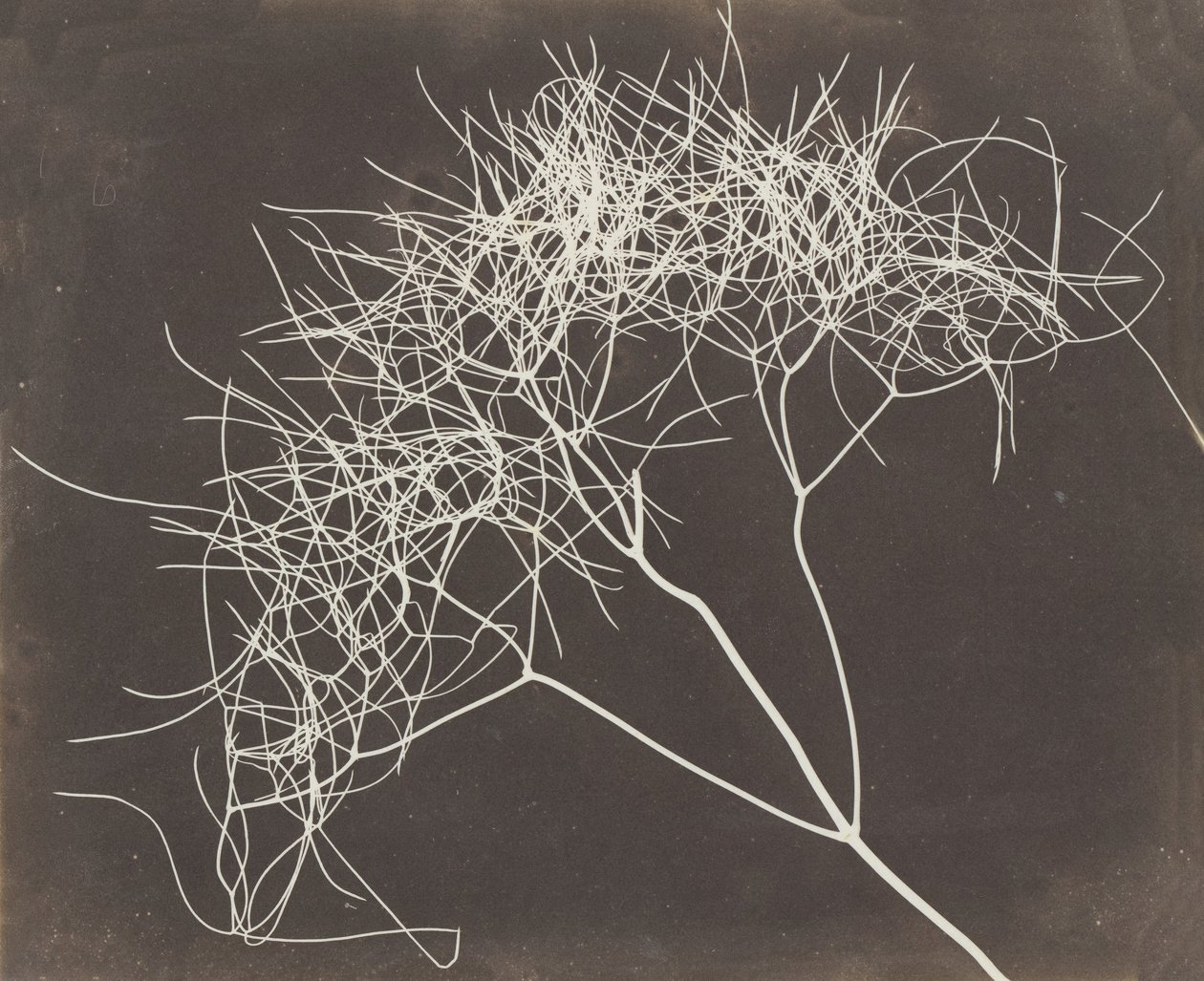 [Wilde Venkel] door William Henry Fox Talbot