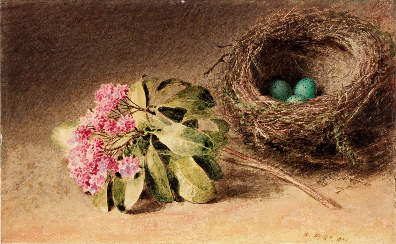 Vogelnest met bloesem door William Henry Hunt