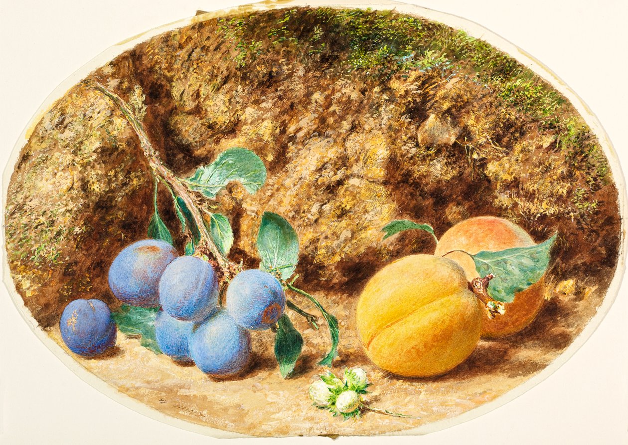 Paarse pruimen, abrikozen en houtnoten, c.1860 door William Henry Hunt