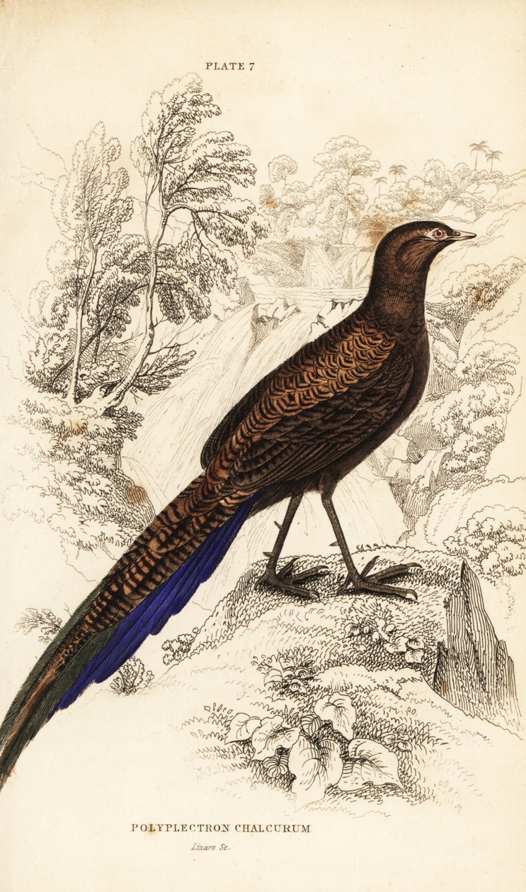 Bronzen pauwfazant of Sumatraanse pauwfazant door William Home Lizars