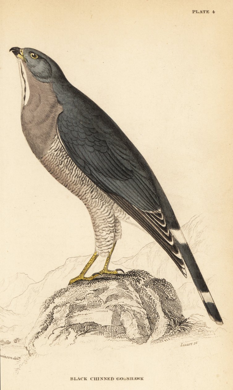 Hagedisbuizerd, Kaupifalco monogrammicus door William Home Lizars
