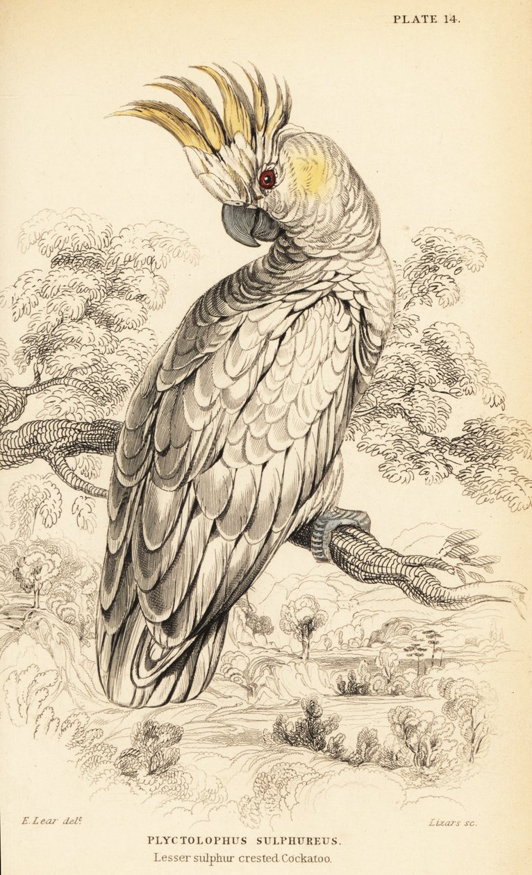 Geelkuifkaketoe, Cacatua sulphurea door William Home Lizars