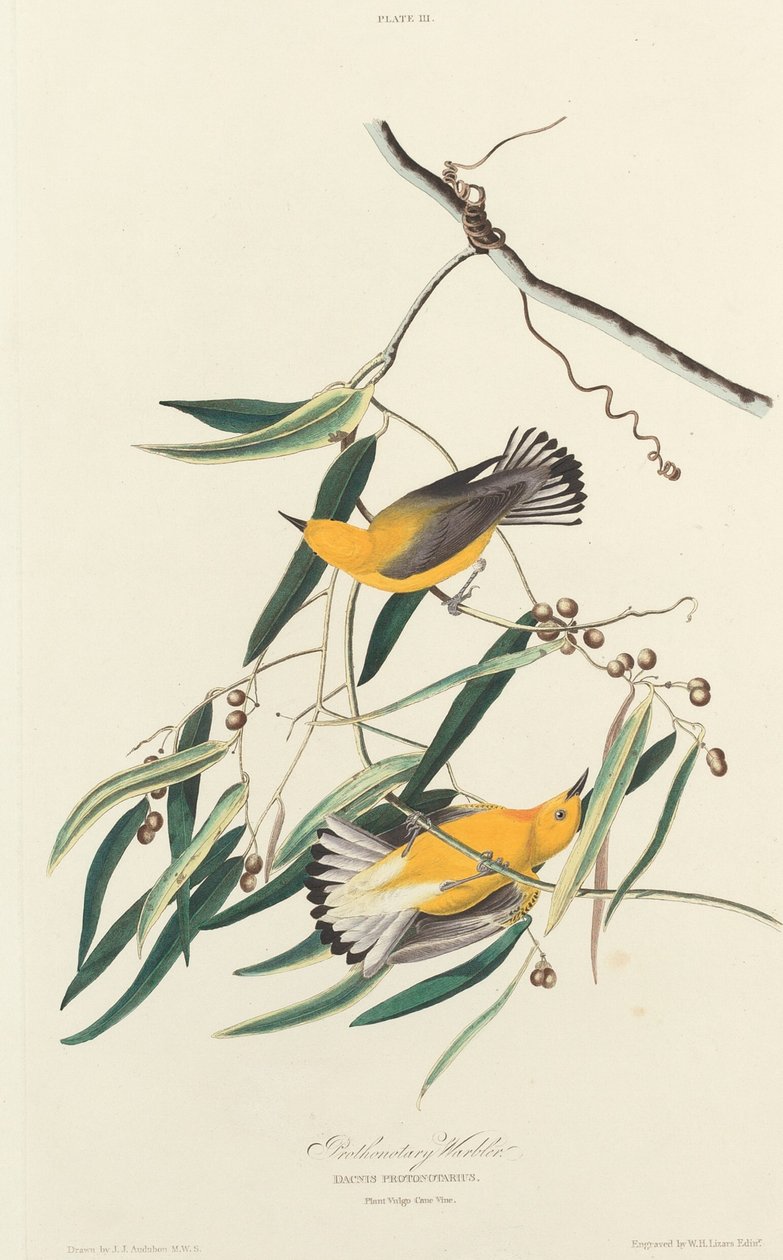 Prothonotary Zanger door William Home Lizars after John James Audubon