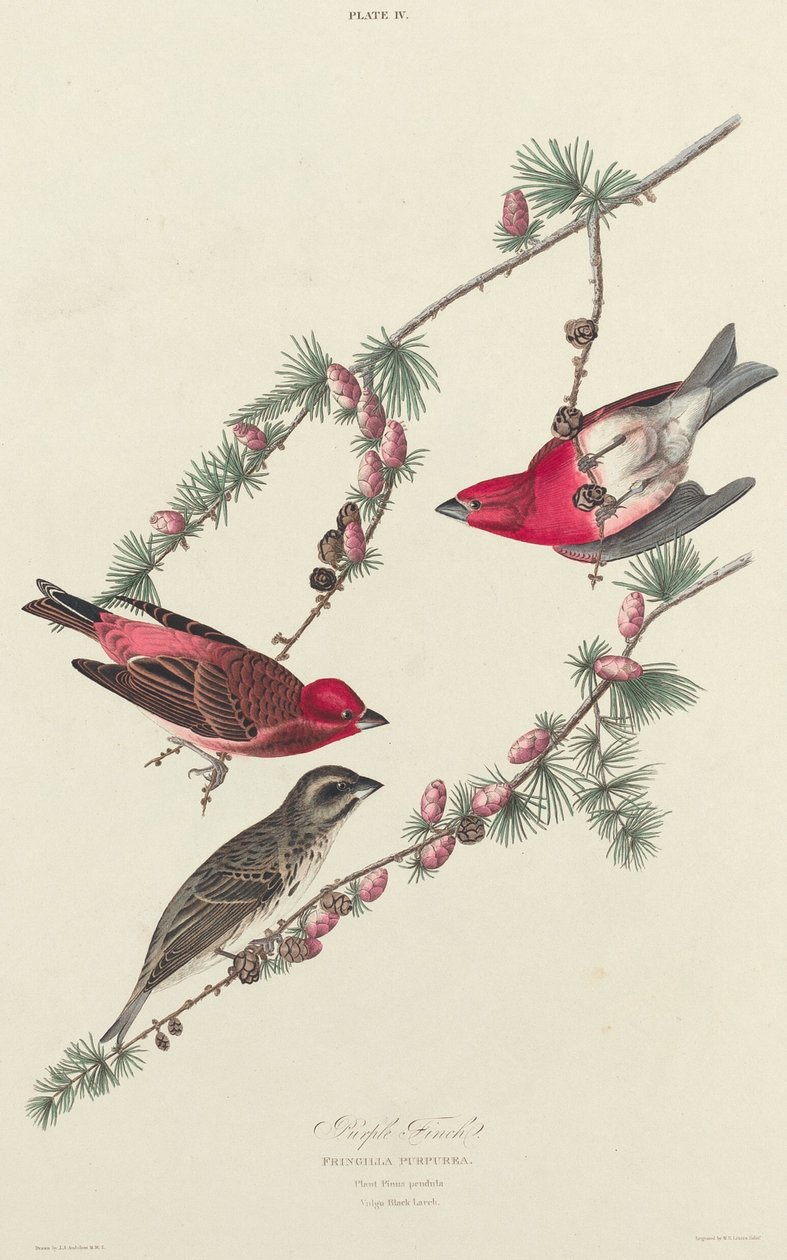Purpervink door William Home Lizars after John James Audubon