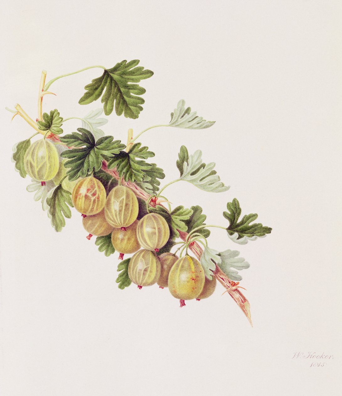 Groene Kruisbes, 1815 door William Hooker