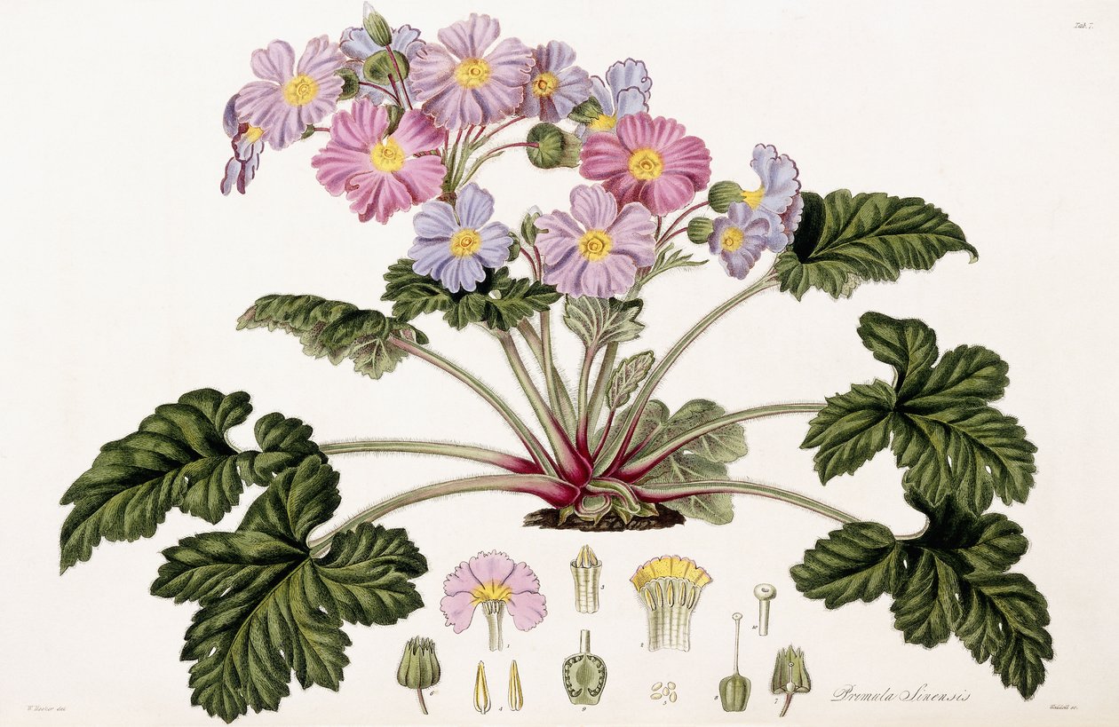 Primula Sinensis, 1821-1826 door William Hooker