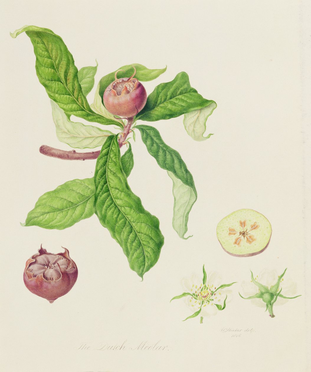 De Nederlandse Mispel, 1816 door William Hooker