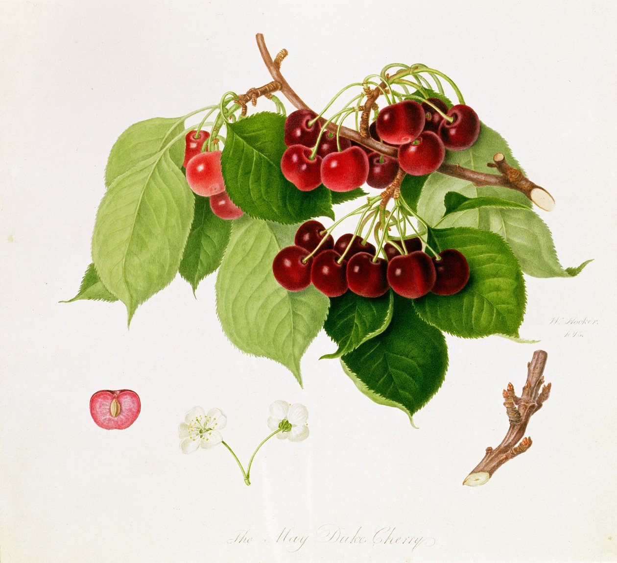 De Meikersen, 1815 door William Hooker