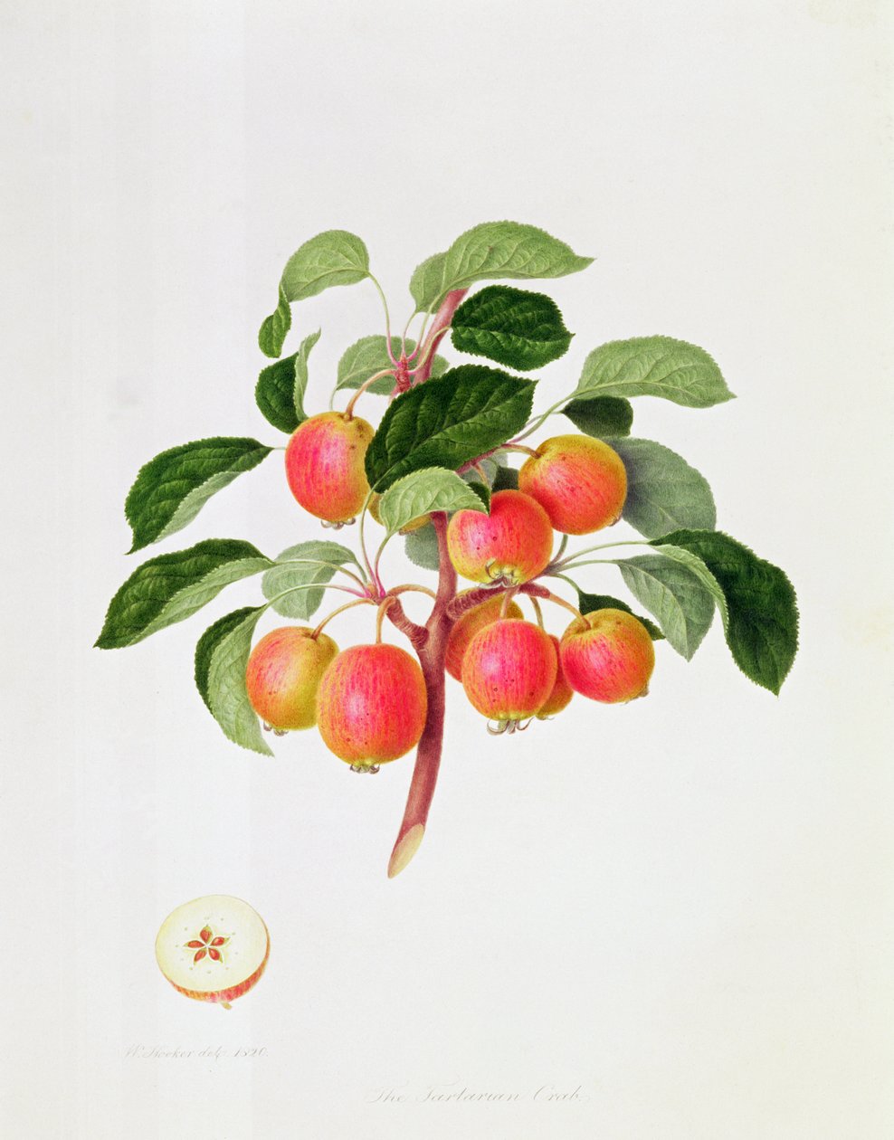 De Tartaarse wilde appel, 1819 door William Hooker