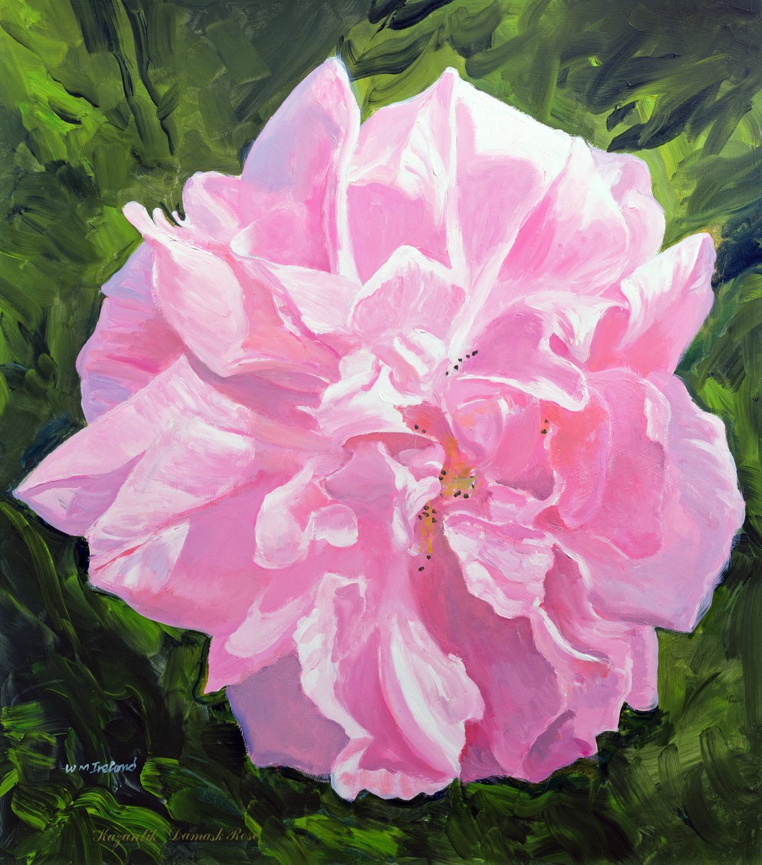 Victoriaanse roos door William Ireland