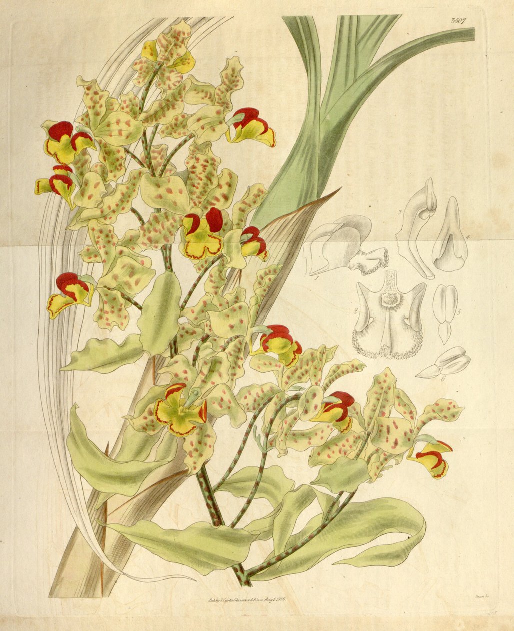 Cyrtopodium punctatum door William Jackson Hooker