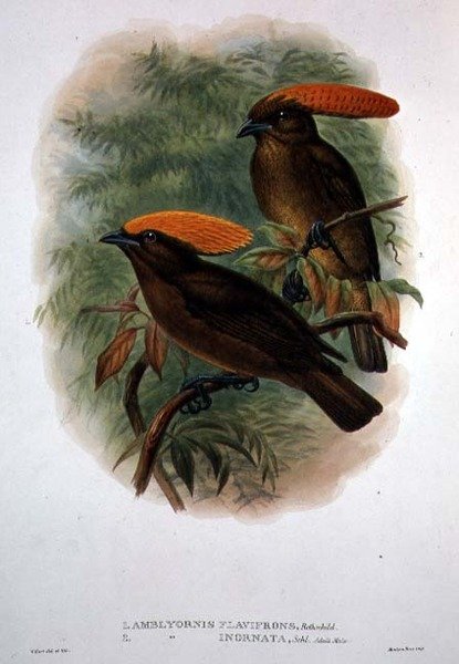 Amblyornis Flavifrons (kleur litho) door William Matthew Hart